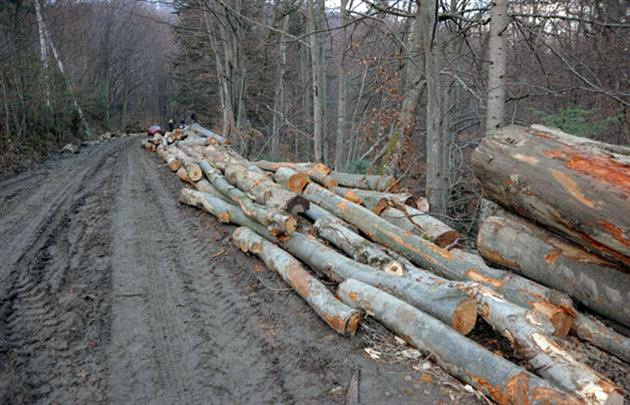 227 посадовців притягнуто до відповідальності за порушення вимог лісового законодавства - прокуратура