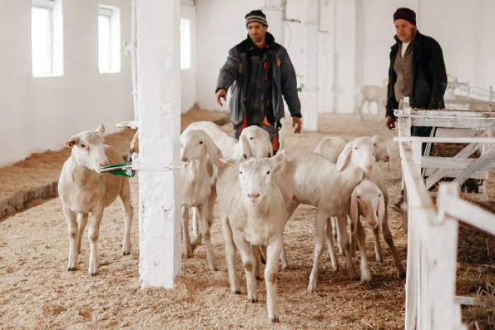 110 овець тірольської гірської породи передали Закарпаттю австрійські партнери