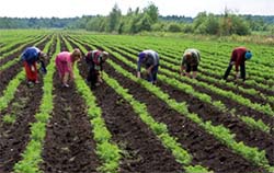 Фермери краю мають право на добровільну сплату єдиного внеску 