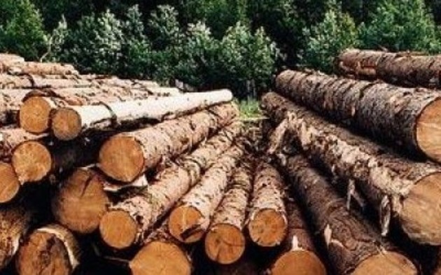 Закарпатські ліси потерпають від вирубки