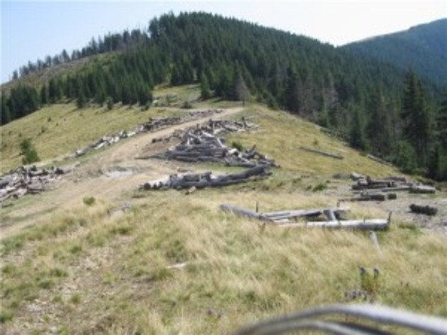 Куди зникає закарпатський ліс?