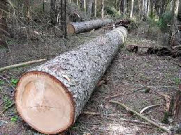 На Рахівщині зрубане дерево «покарало» лісоруба