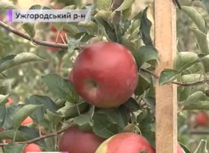 Чи завалить прикордонний регіон цим фруктом Україну? (ВІДЕО)