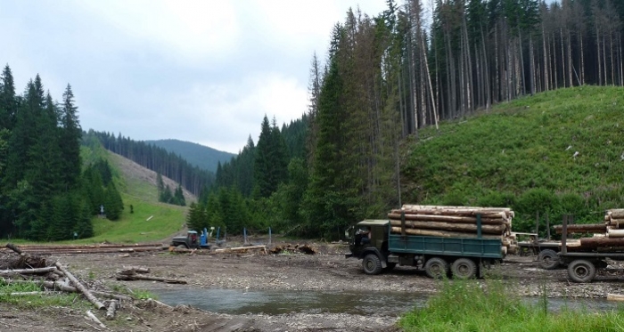 Держлісагентство спільно з СБУ боротиметься з незаконним експортом деревини
