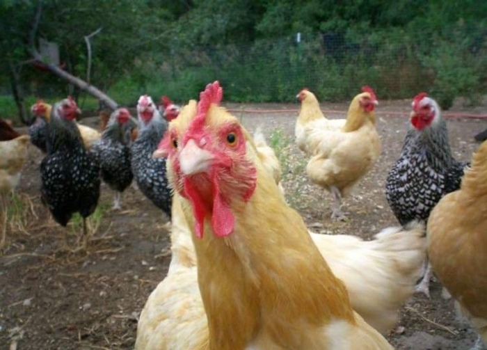 На Закарпатті – злочин такого масштабу, що перший зам голови ДФС України аж написав у Фейсбук
