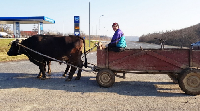 Закарпатські воли-артисти мають спортивний вигляд і знімаються у фільмах