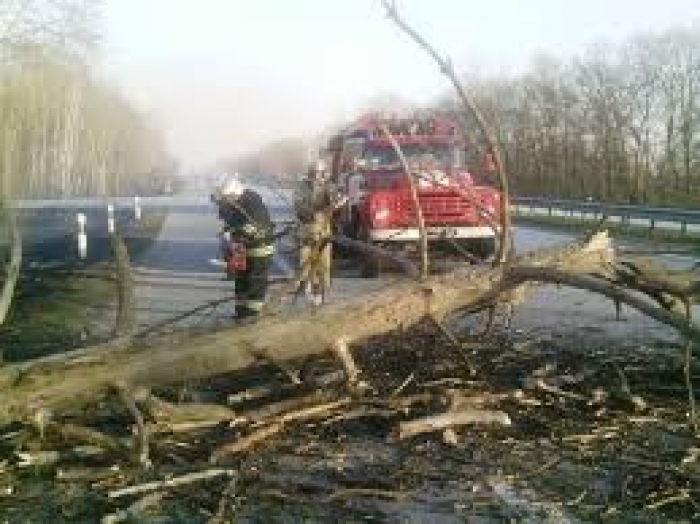 Закарпатець мало не загинув через повалене дерево
