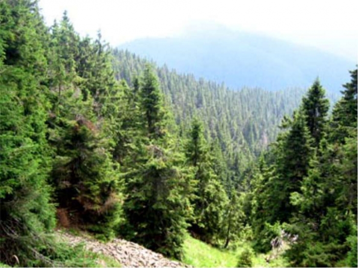 Москаль вимагає порахувати закарпатський ліс. Бо не знати, чий крадуть