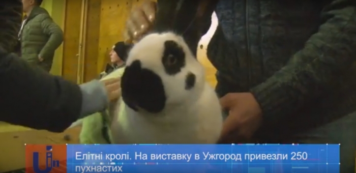 250 пухнастиків і довговушків на виставці в Ужгороді оцінили німецькі судді