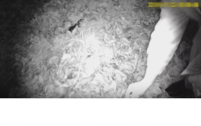 Нічні перегони з наркоторговцями в Мукачеві закінчились перемогою поліції