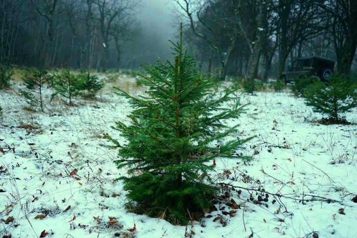 Відстежити законність новорічної ялинки із Закарпаття можна онлайн