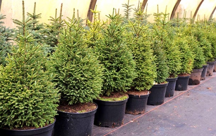 За скільки і де новорічні ялинки для закарпатців