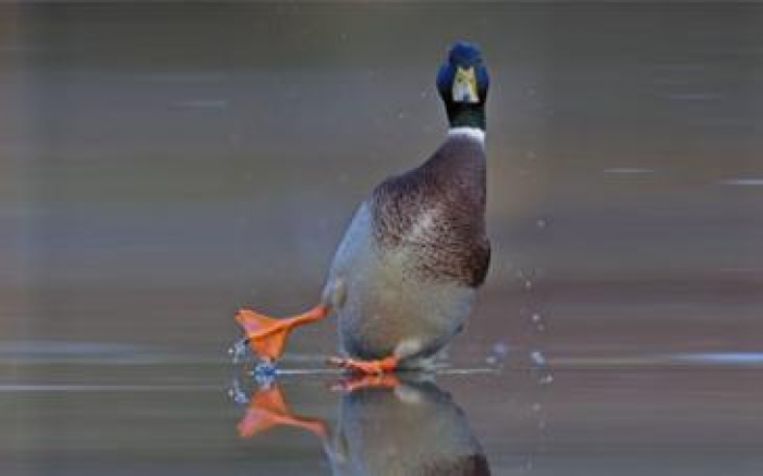 Завтра на Закарпатті знову біля нуля, і знову сніг