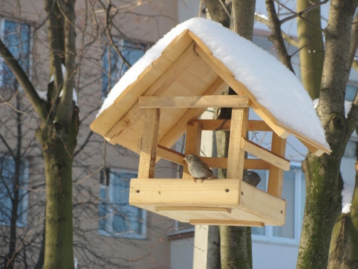 Врятоване взимку пташине життя вчить закарпатських дітей відповідальності, а дорослих - милосердя