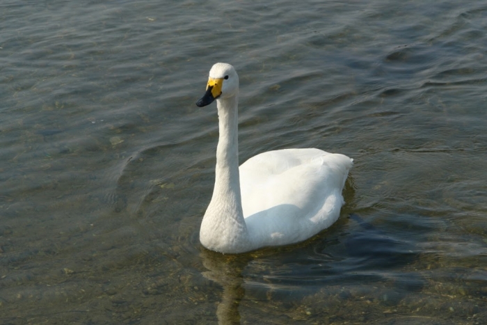 Красенів-лебедів на Ужі стало ще більше