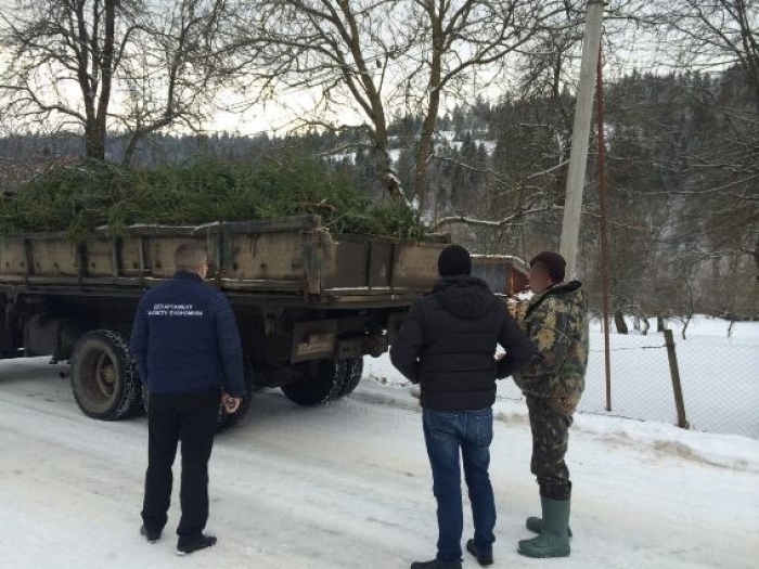 За ялинковий "бізнес" міжгірському лісівнику загрожує від 8 до 12 років