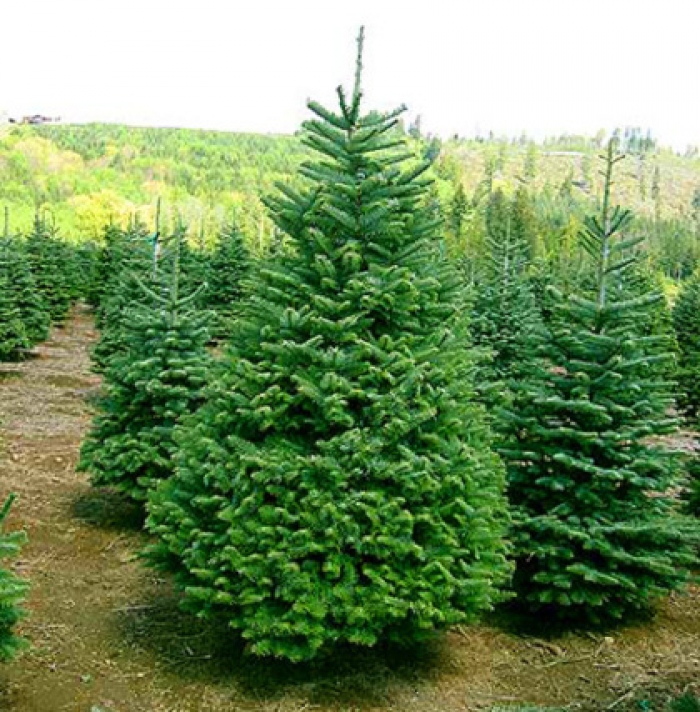 Хустяни бояться залишитись без новорічних ялинок