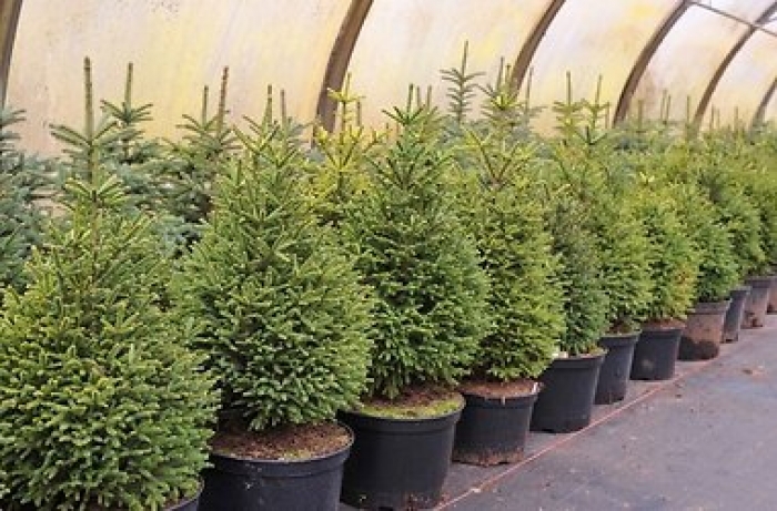 На Перечинщині лісгосп даватиме новорічні ялинки на прокат