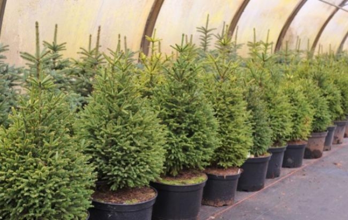 Закарпатці ще встигають взяти ялинку на свята в оренду