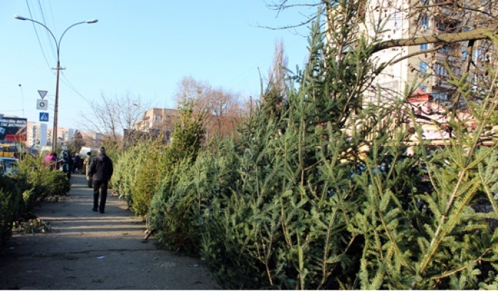 До уваги мешканців Ужгорода! Де і коли в місті можна купити новорічну ялинку