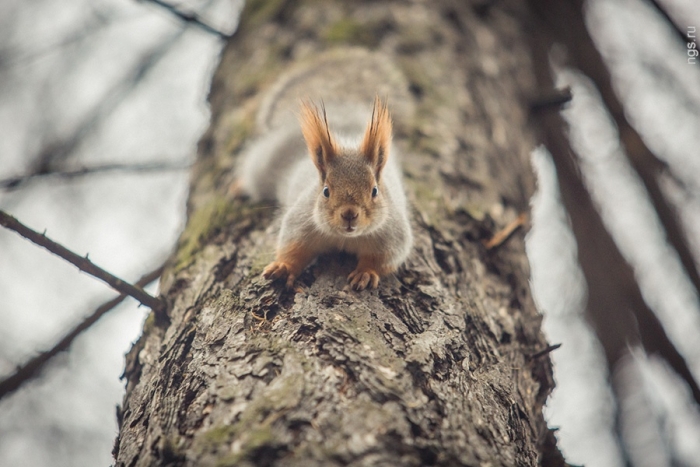 Закарпатські лісівники взядися за справу, яку не зможуть покинути до весни