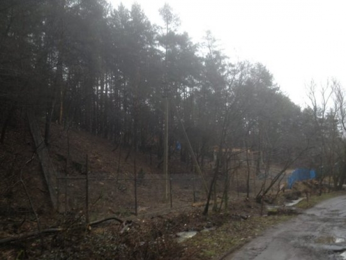 Прокуратура вже розслідує, хто причетний до вирубки унікального лісу біля Ужгорода