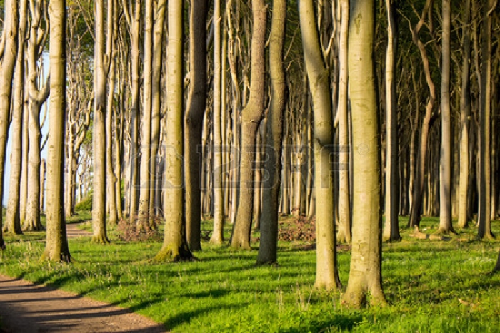 Закарпатські депутати просять, щоб лісами, землями і водою керували на місцях і без Києва