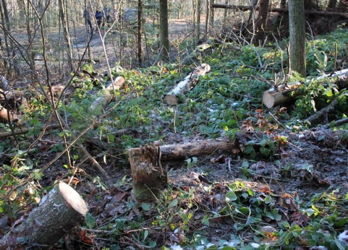 Щороку на лісосіках Закарпаття залишають гнити 250,0 тис. куб.м відходів – нема як забрати