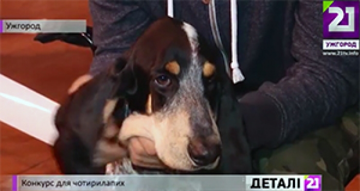 В Ужгороді визначили найкращого з-поміж 700 собак