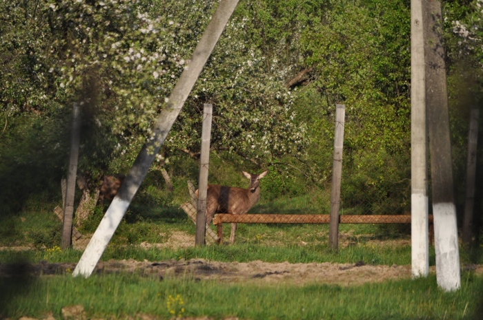 Під Ужгородом у лісі можна "настріляти" плямистих оленів та козуль елітних порід 
