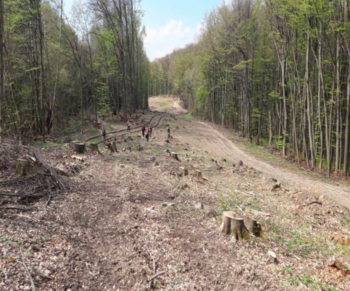 За вирубаний на 12 мільйонів ліс лісники кивають на прикордонників