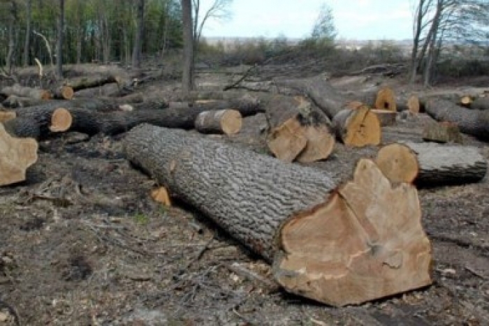 Динаміка порушення кримінальних справ не впливає на «облисіння» Карпатських гір
