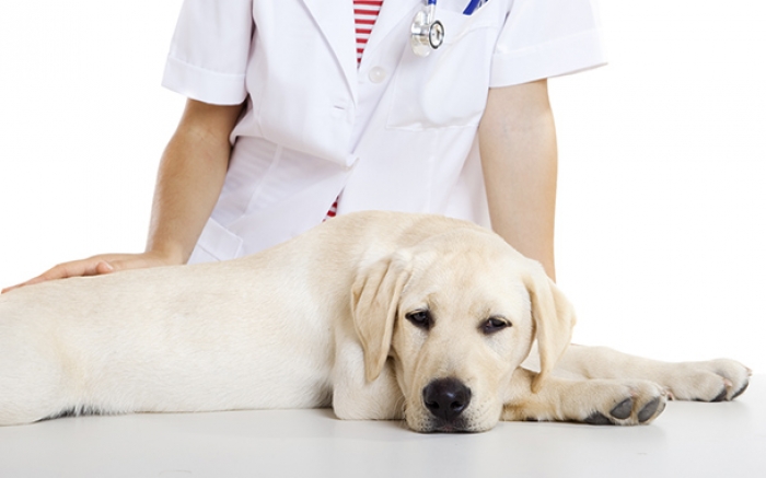 З понеділка в Ужгороді розпочнуть стерилізацію безпритульних собак
