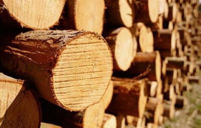 Патрульні затримали перевізників незаконної деревини