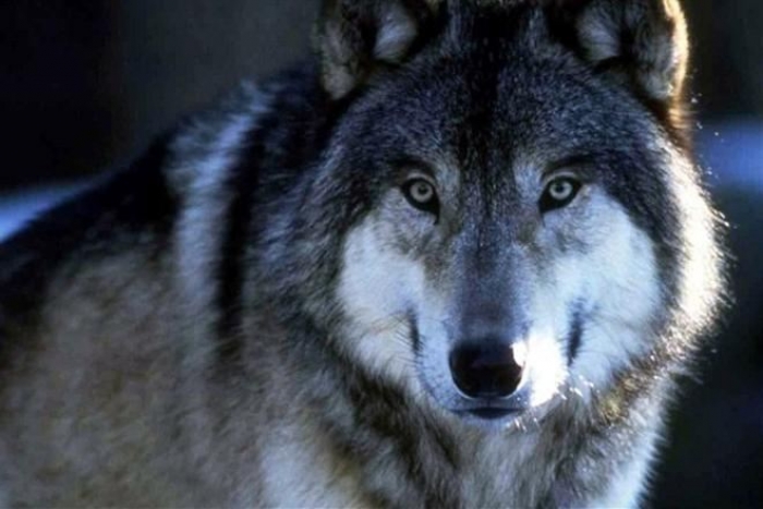 WWF Польща представить українським фермерам електричні огорожі проти хижаків