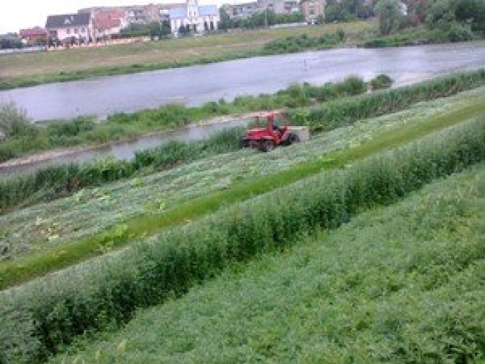 Вздовж однієї з річок Закарпаття розростається смертельно-отруйна рослина