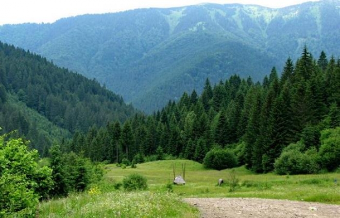 В Закарпатті на гарячому застукали лісорубів