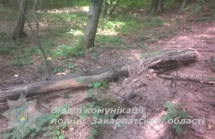 Закарпатська поліція припинила спробу незаконної вирубки цінних пород дерев
