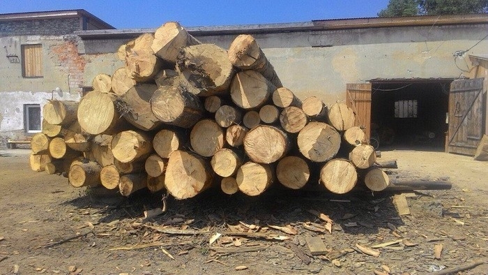 600 кубометрів деревини виявила СБУ на трьох незаконних пилорамах в сусідній з Закарпаттям області