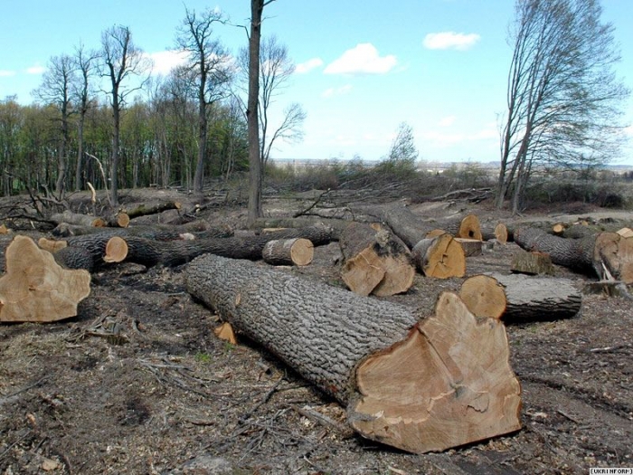 На Закарпатті незаконно вирубали лісу майже на 1,5 мільйона гривень