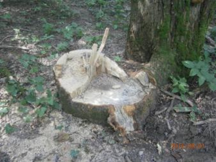 У заповіднику на Виноградівщині дерева вирубали і покинули