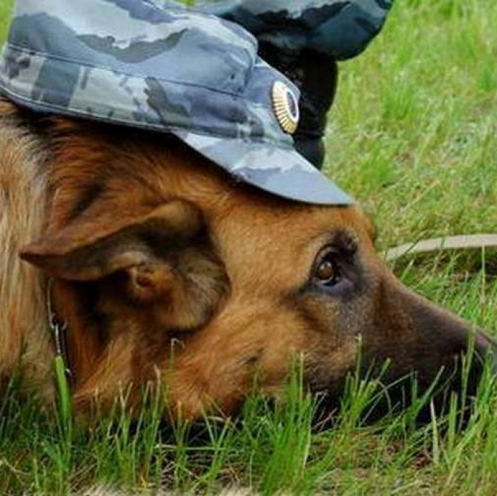 Громадянка Румунії не змогла обдурити службову собаку на закарпатській митниці