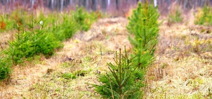 Через недосконалість законодавства незаконну деревину спокійно узаконюють – Христина Юшкевич