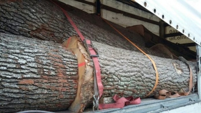 Великоберезнянська поліція затримала чотири поспіль вантажівки з лісом