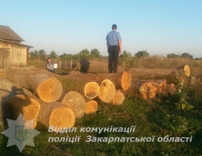 "Нічийну" деревину вартістю 180 тисяч гривень знайшли біля Берегова