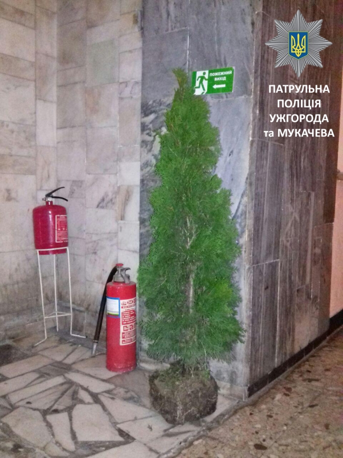 Мукачівець вночі вирвав з клумби тую