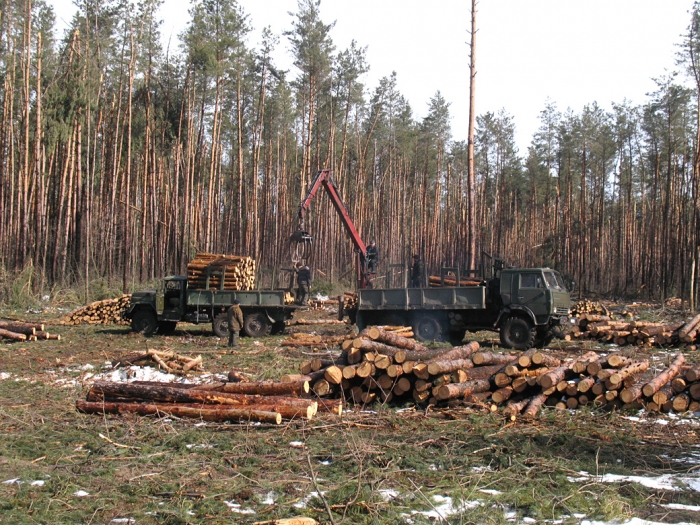 Тячівського лісівника, який займався легалізацією незаконних вирубок, звільнили