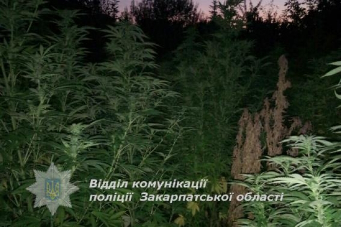 У дворі в Мукачеві неповнолітній хлопець виростив плантацію коноплі