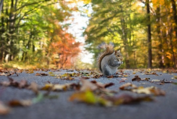Sinoptik: Погода в Ужгороді та Закарпатській області на вівторок, 27 вересня