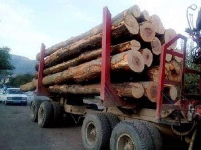 У Перечині зупинили вантажівку, яка перевозила дуби під виглядом сосен